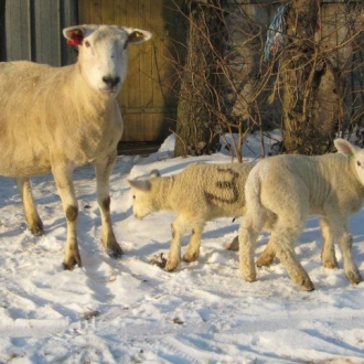 phoca thumb m schafe im schnee